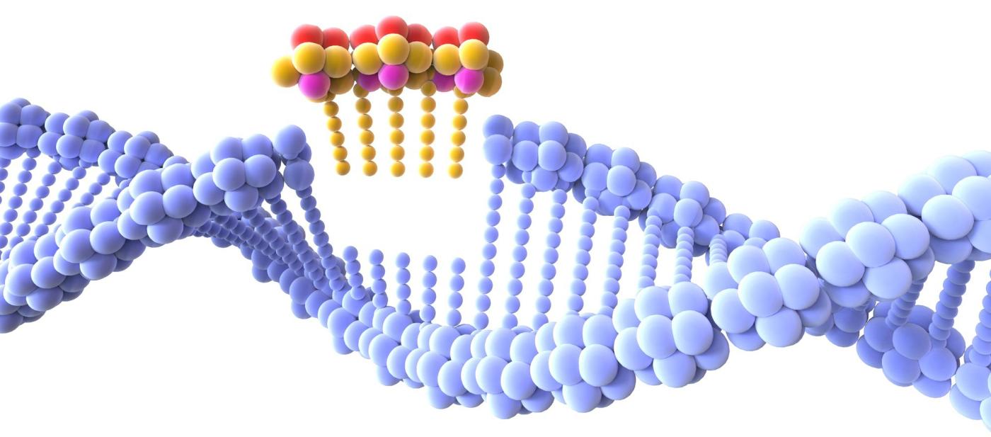 Genetically modified organism