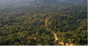 image de écosystème d'une forêt dense et humide au Cameroun