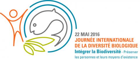Logo IDB