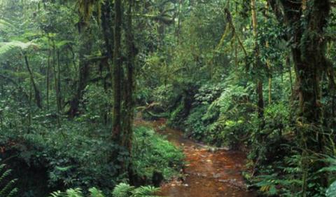 Image d'une forêt dense au Cameroun
