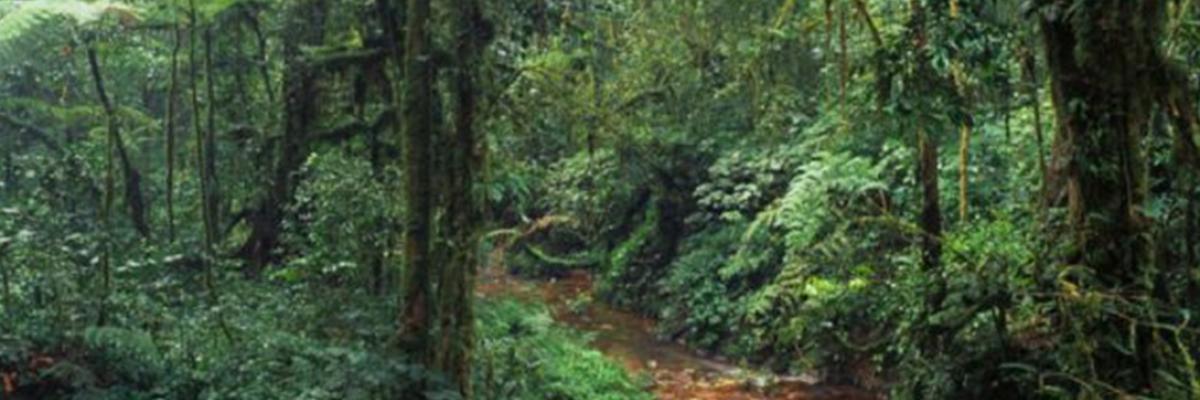 Image d'une forêt dense au Cameroun